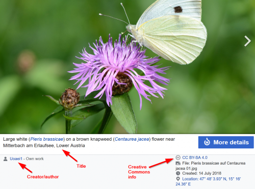 Screen capture of Wikimedia Commons showing location of CC information