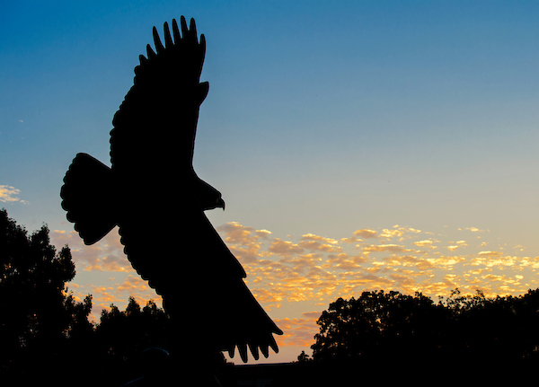 UNT Bronze Eagle statue at sunset