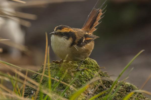UNT professor discovers new bird species in Chile, along with international collaborators